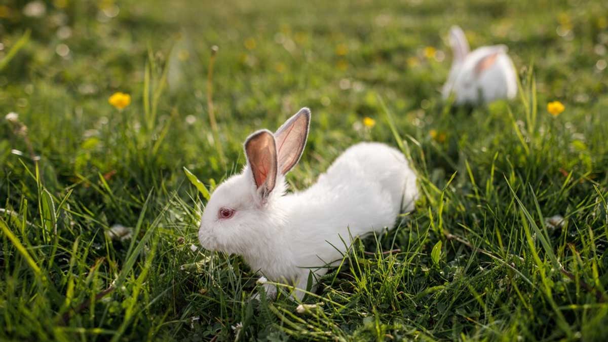 Rabbit Resistant Plantsखरगोश कौन से पौधे नहीम खाते हैंGhar Par Lagaye