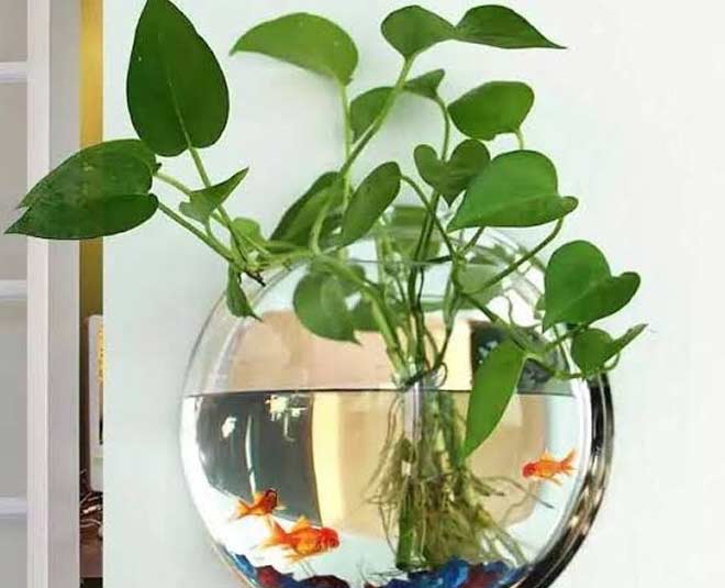 grow money plant in water