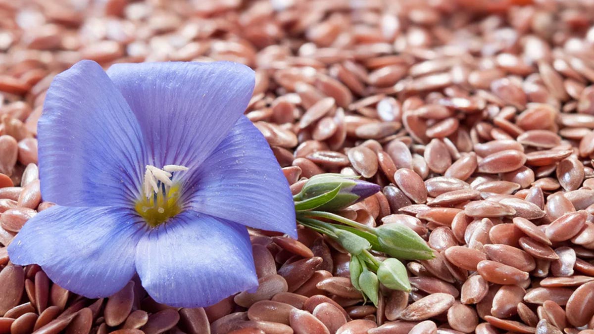 घर पर फ्लैक्स सीड कैसे उगाएं Flax Seeds At Home Flax Seed Kaise Ugaye