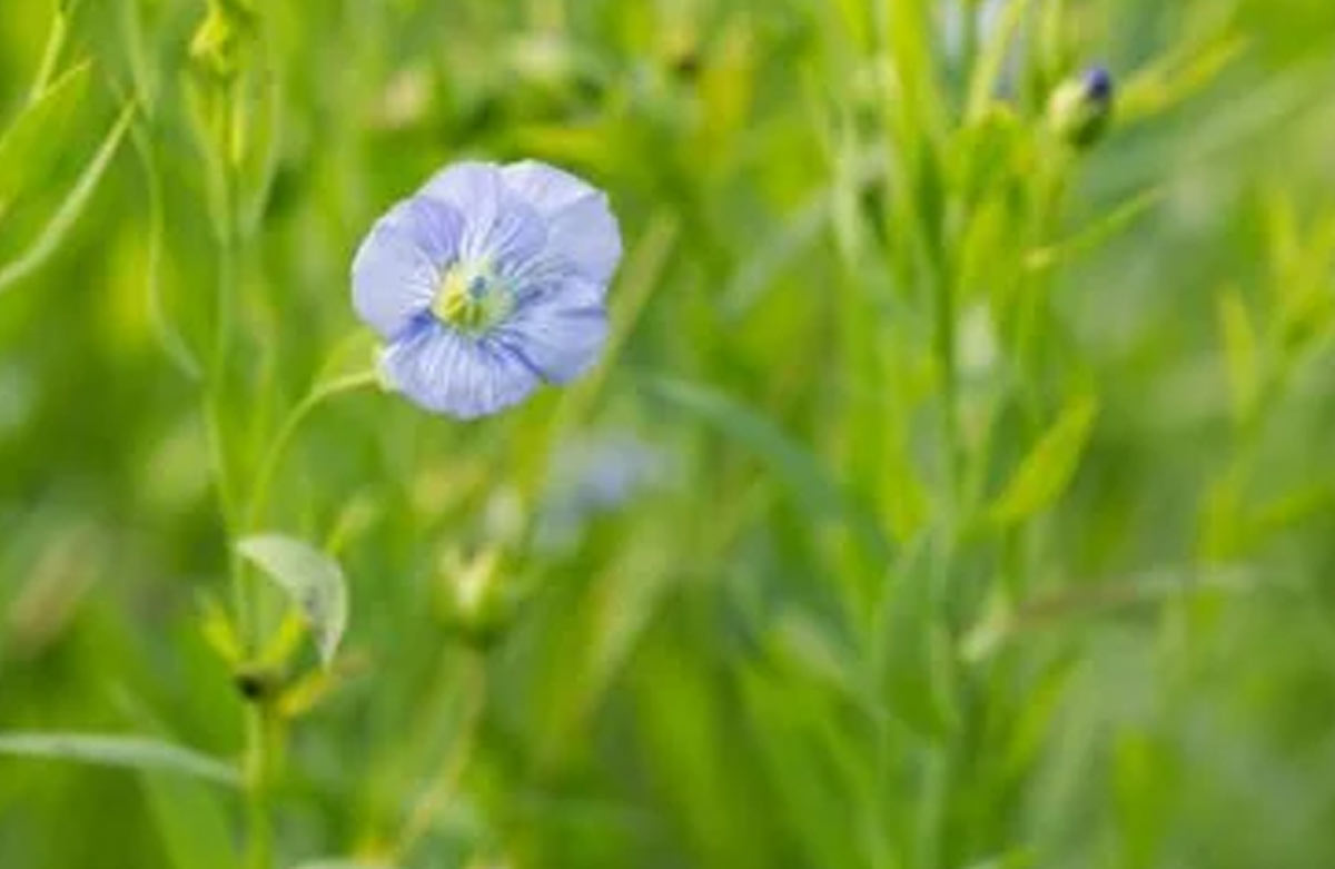 growth of flax seeds