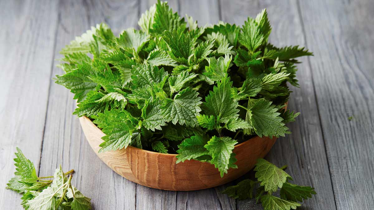 herbs you can easily grow in your kitchen