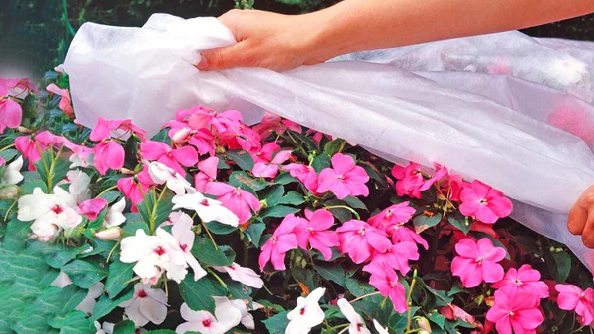 प्लांट्स कवर कैसे बनाएंSteps To Make Plant Covers For WinterPlants Ke