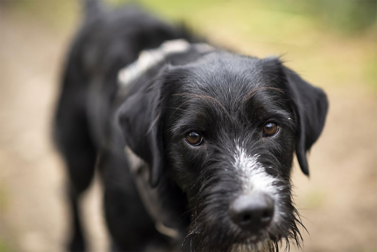 how to please shani dev saturday