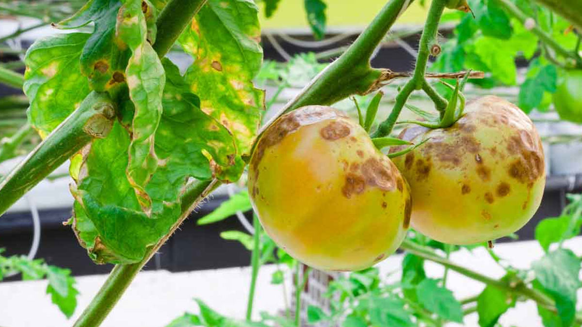 Home Remedies For Black Spots On Plants सर्दियों में पौधे की देखभाल