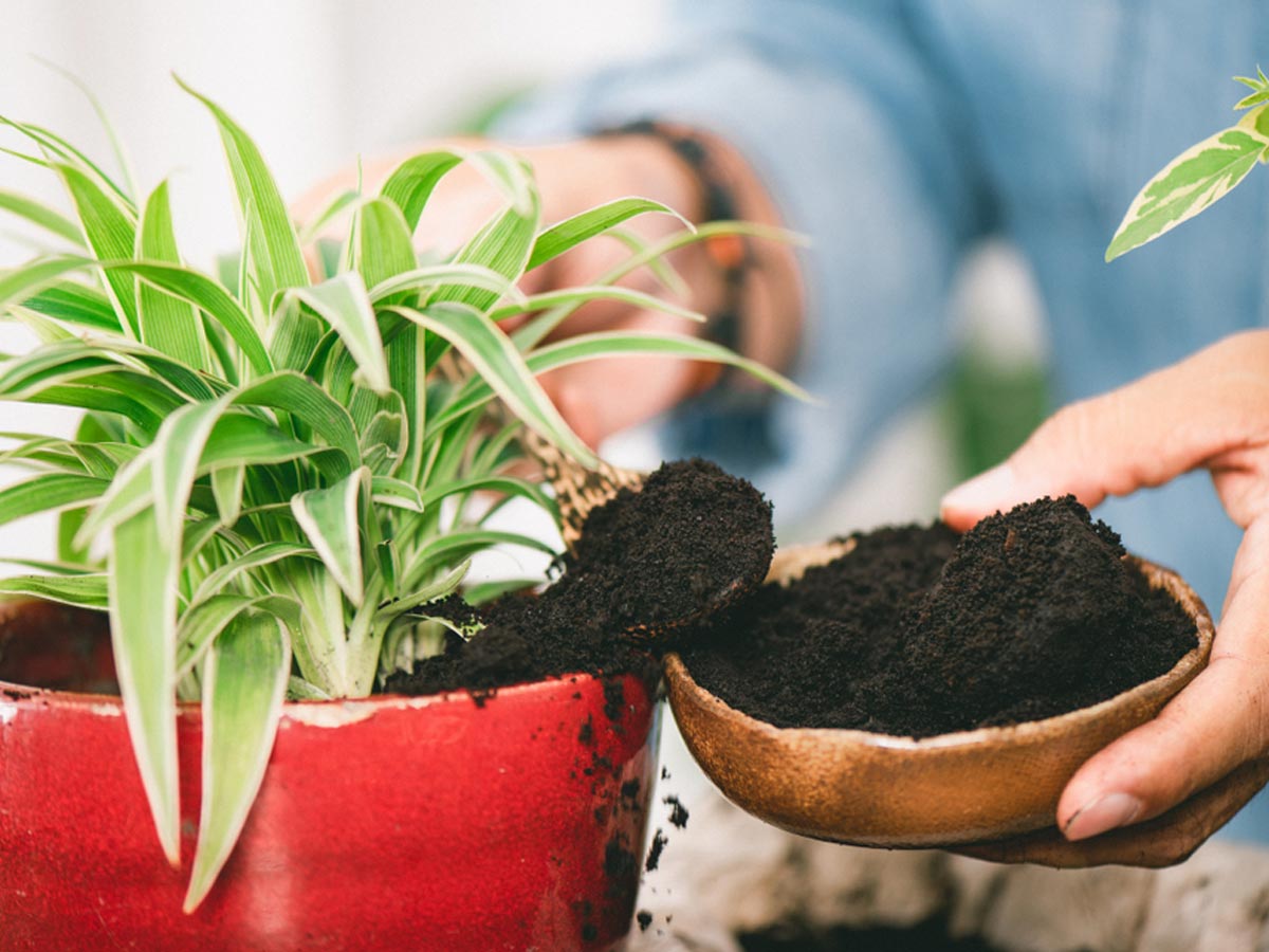 how to use coffee powder