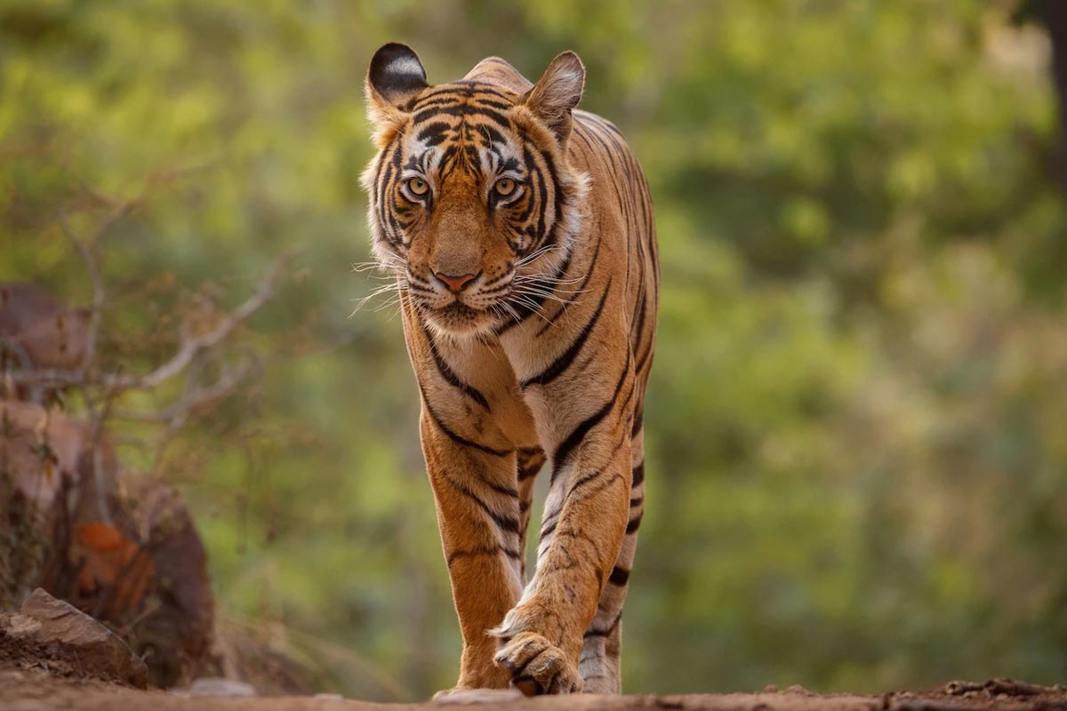 indira gandhi zoological park in visakhapatnam