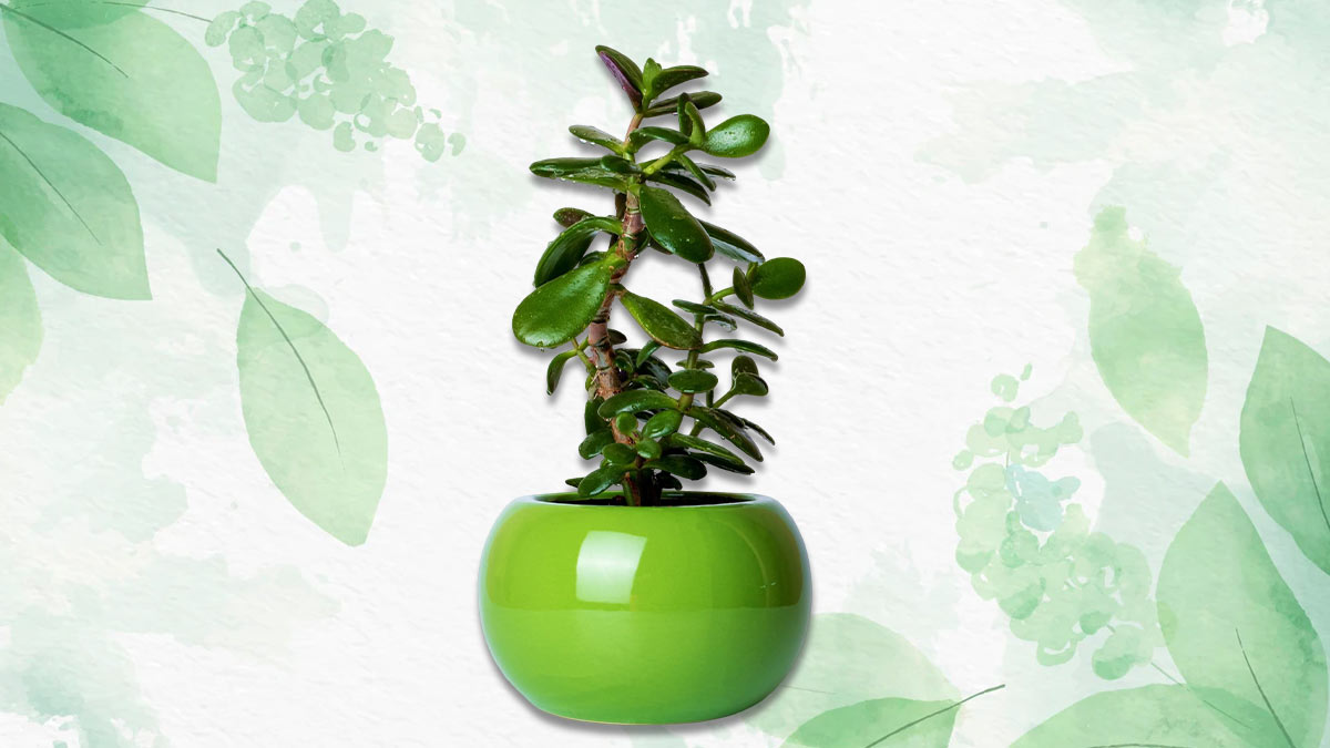 Winter Indoor Plants Winter Plants Indoor Plants HerZindagi