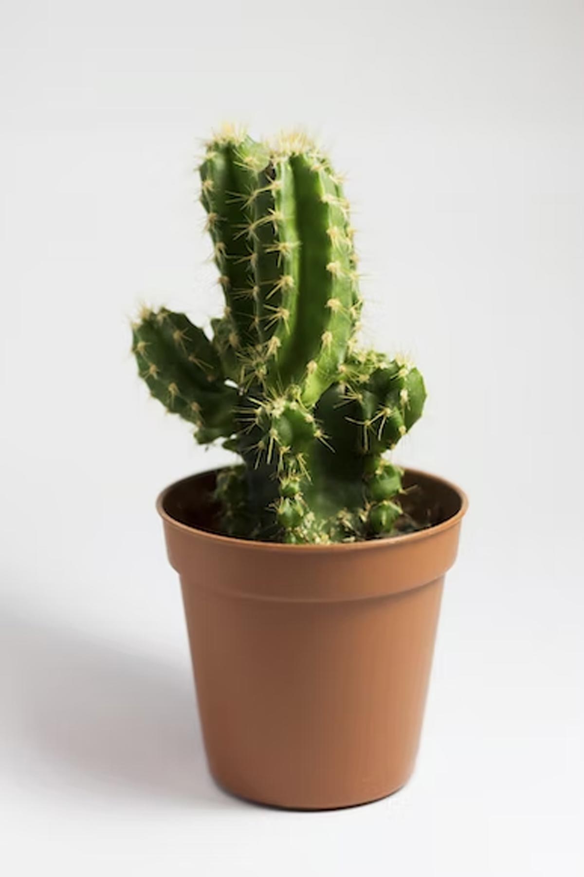 cactus-plant-vastu-cactus-ka