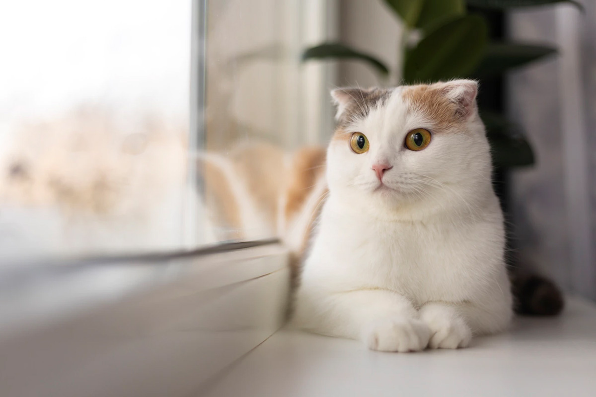 is cat is good for home vastu