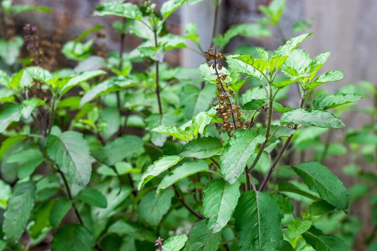 which-plant-is-not-good-for-home-entrance