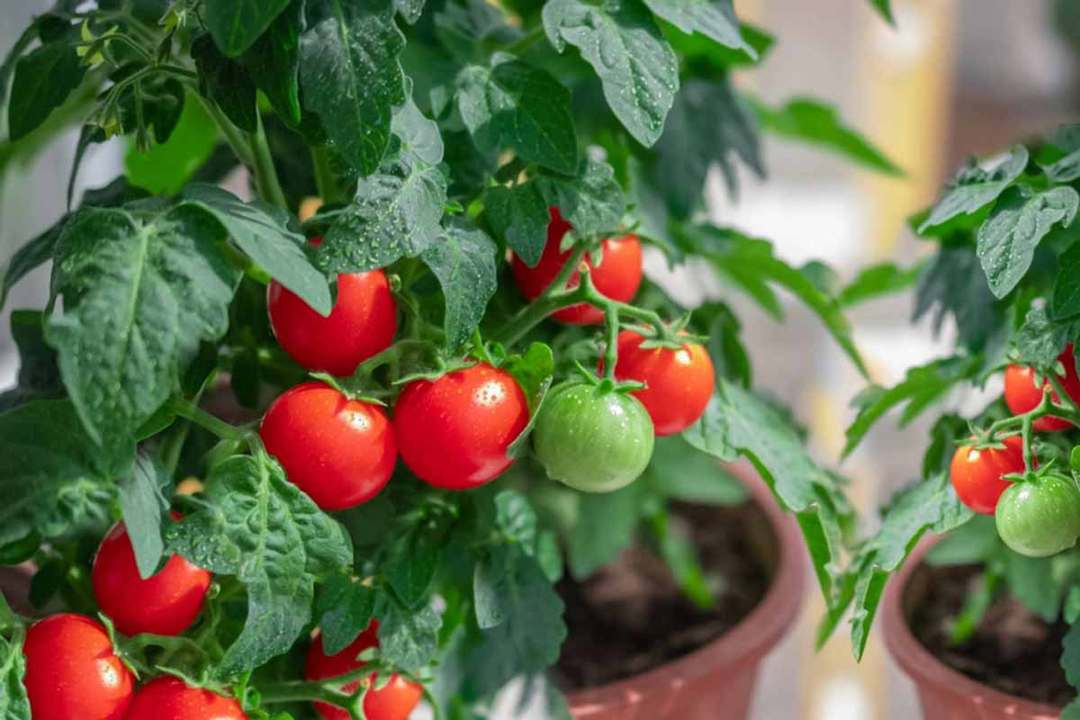 what-type-of-container-is-best-for-tomatoes