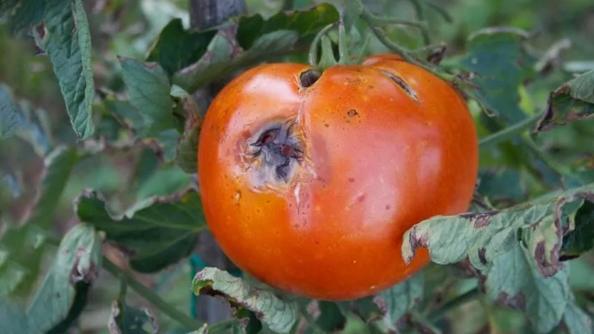 Home Remedies For Black Spots On Plants सर्दियों में पौधे की देखभाल