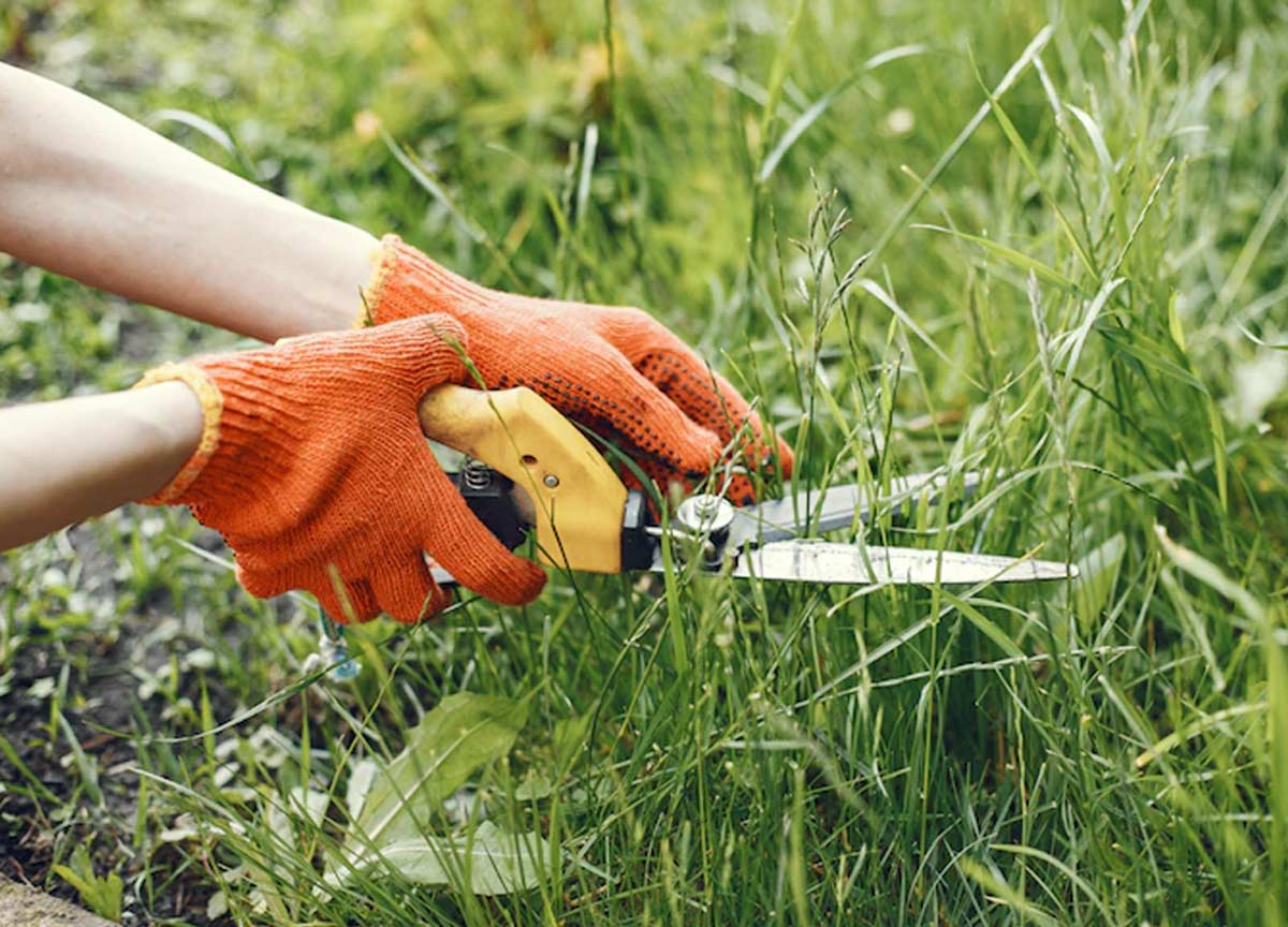 Lawn Care Tips For Winterसर्दियों में लॉन का कैसे ध्यान रखेंHow To