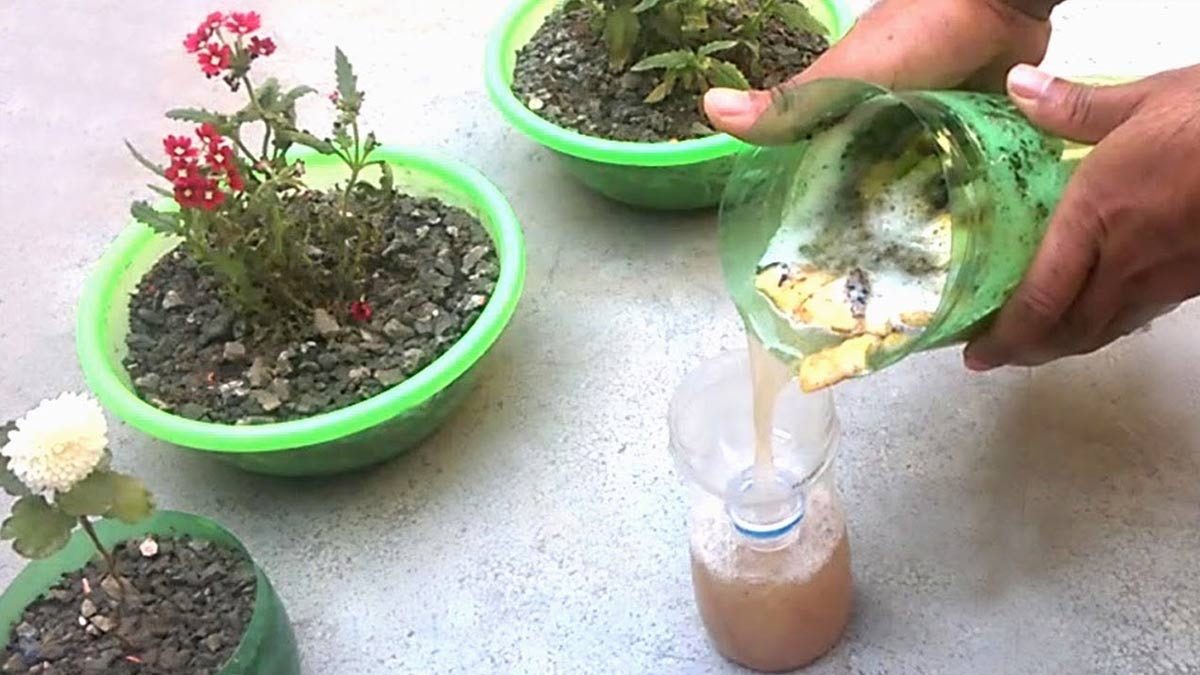 liquid fertilizer in plants