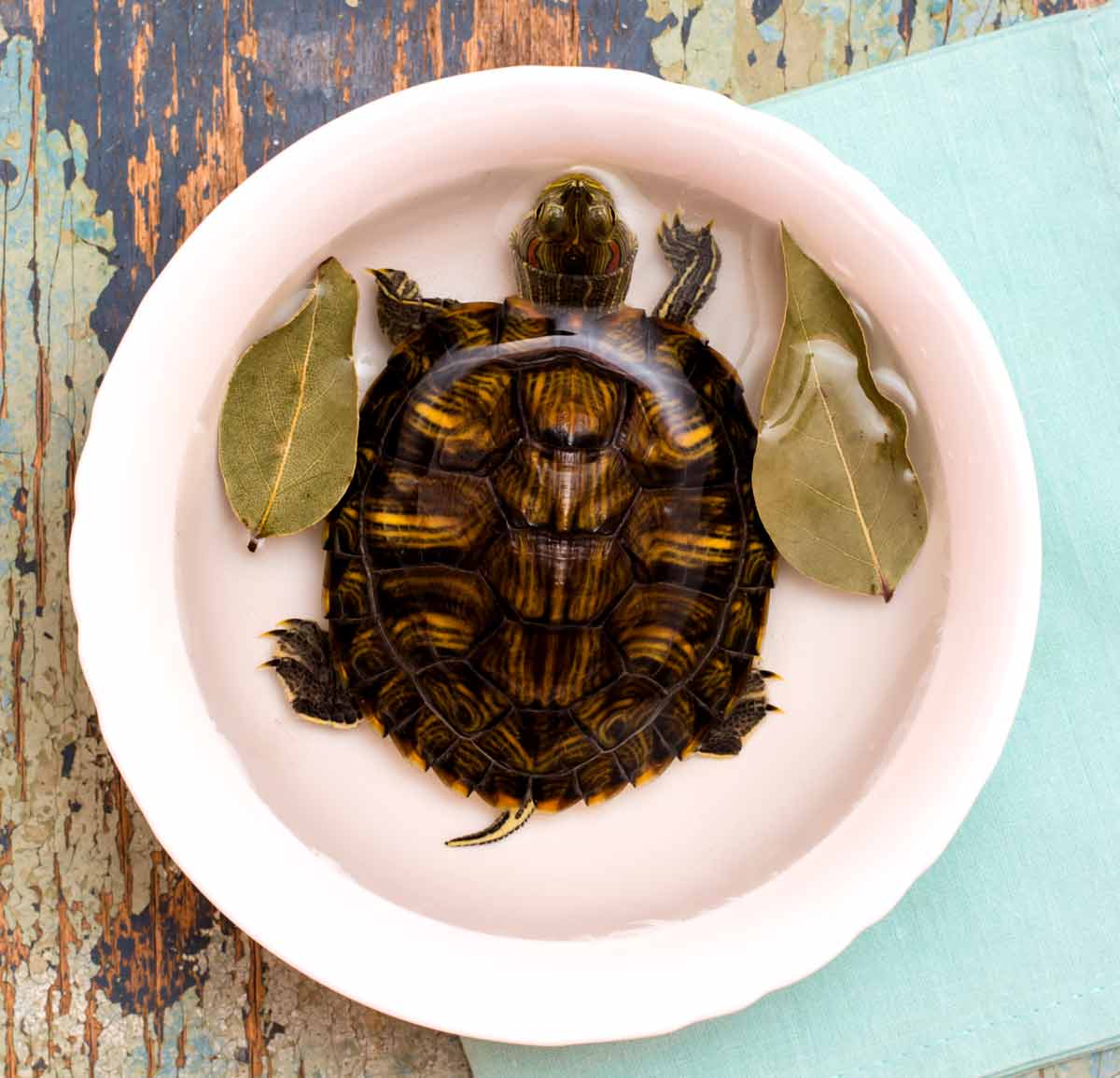 Benefits Of Keeping Live Tortoise At Home जीवित कछुआ घर में रखना