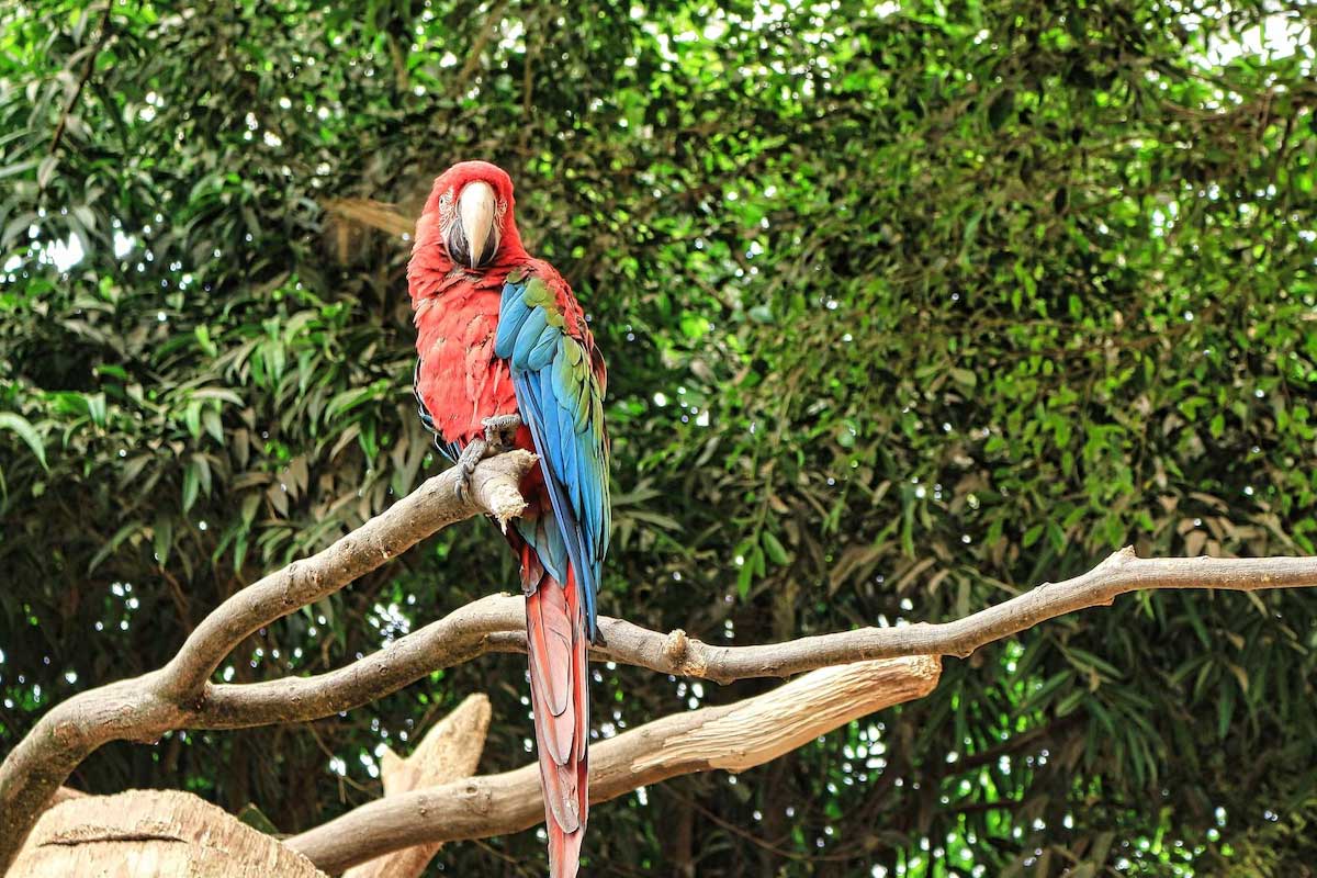 sakkarbagh zoological park in gujarat