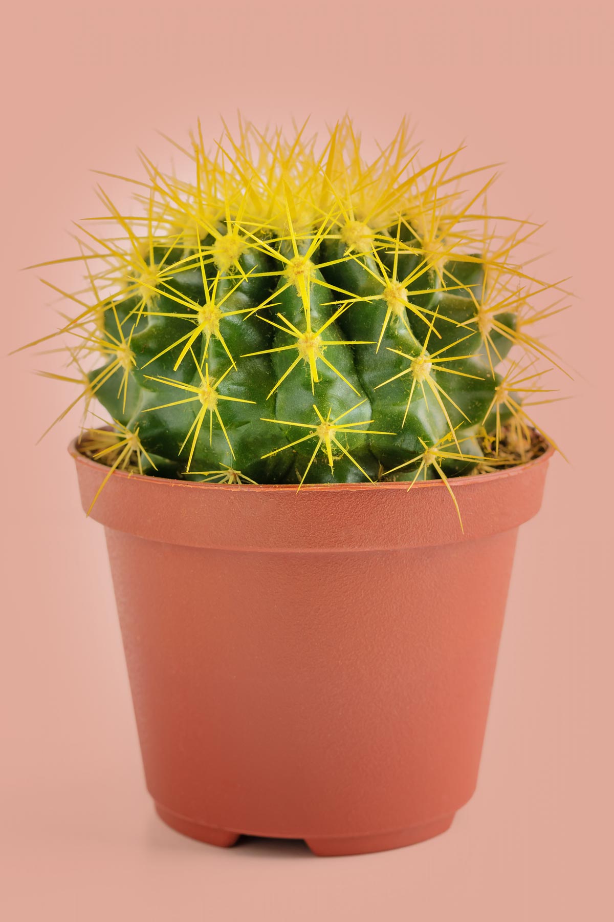 cactus-plant-vastu-cactus-ka