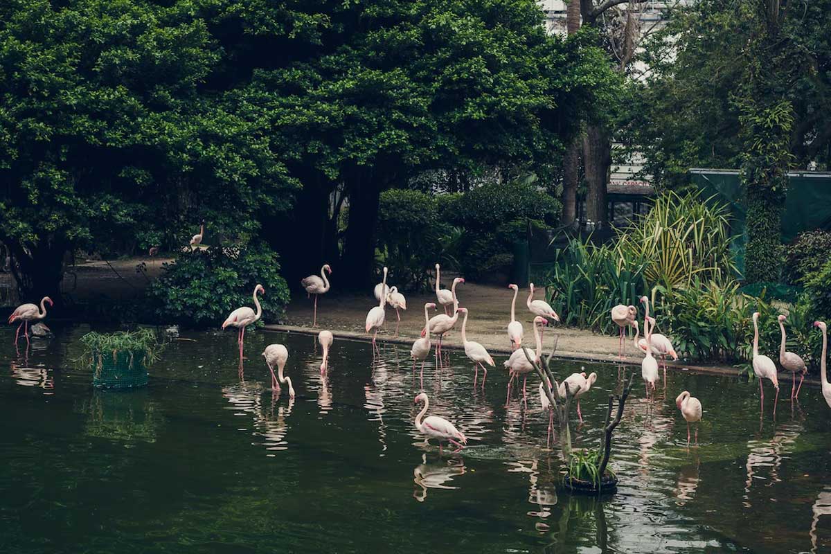 sri venkateswara zoological park in andra pradesh