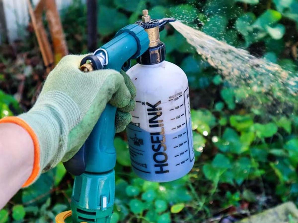 sweet potato and its fertilizer