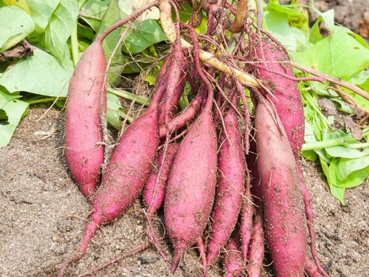 sweet potato fertilizer