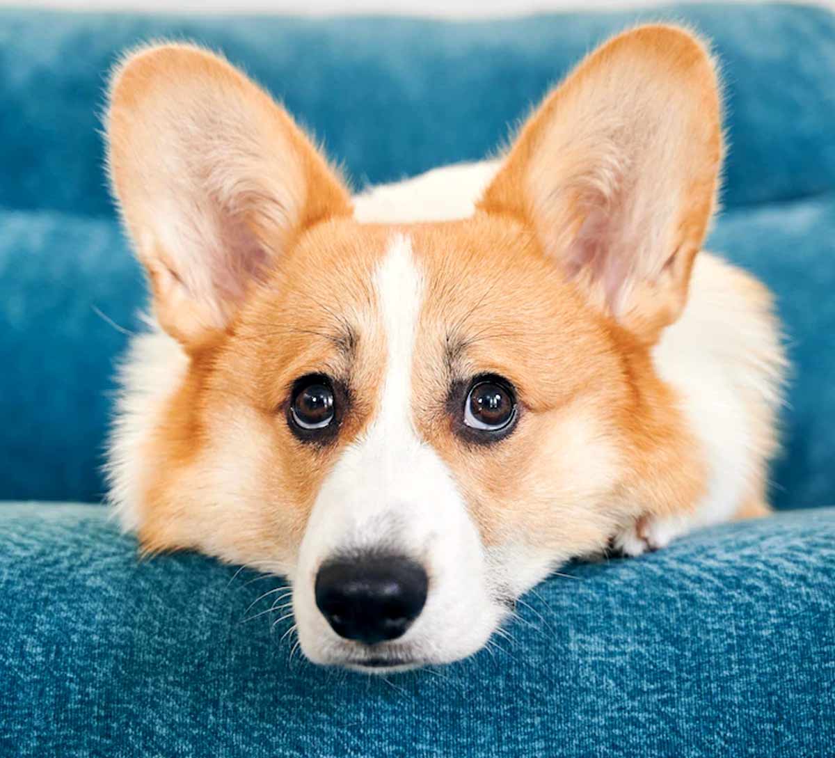 Ways To Keep Pet Off Furnitureपालतू जानवरों को फर्नीचर से दूर कैसे