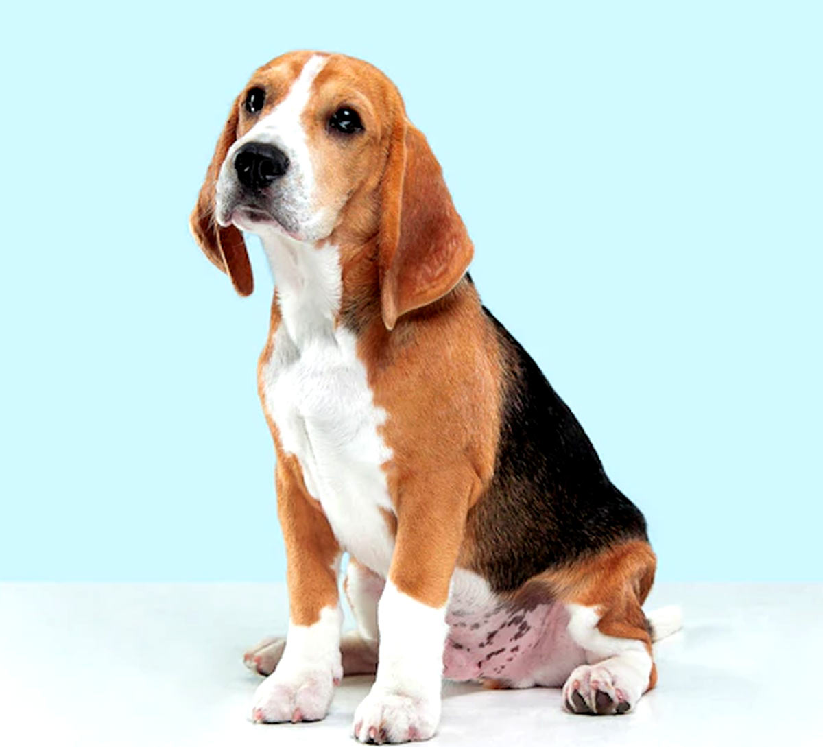 Ways To Keep Pet Off Furnitureपालतू जानवरों को फर्नीचर से दूर कैसे