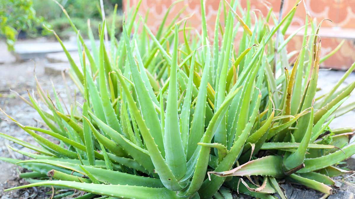How To Protect Aloe Vera Plant In Winterएलोवेरा पौधे का ध्यान कैसे