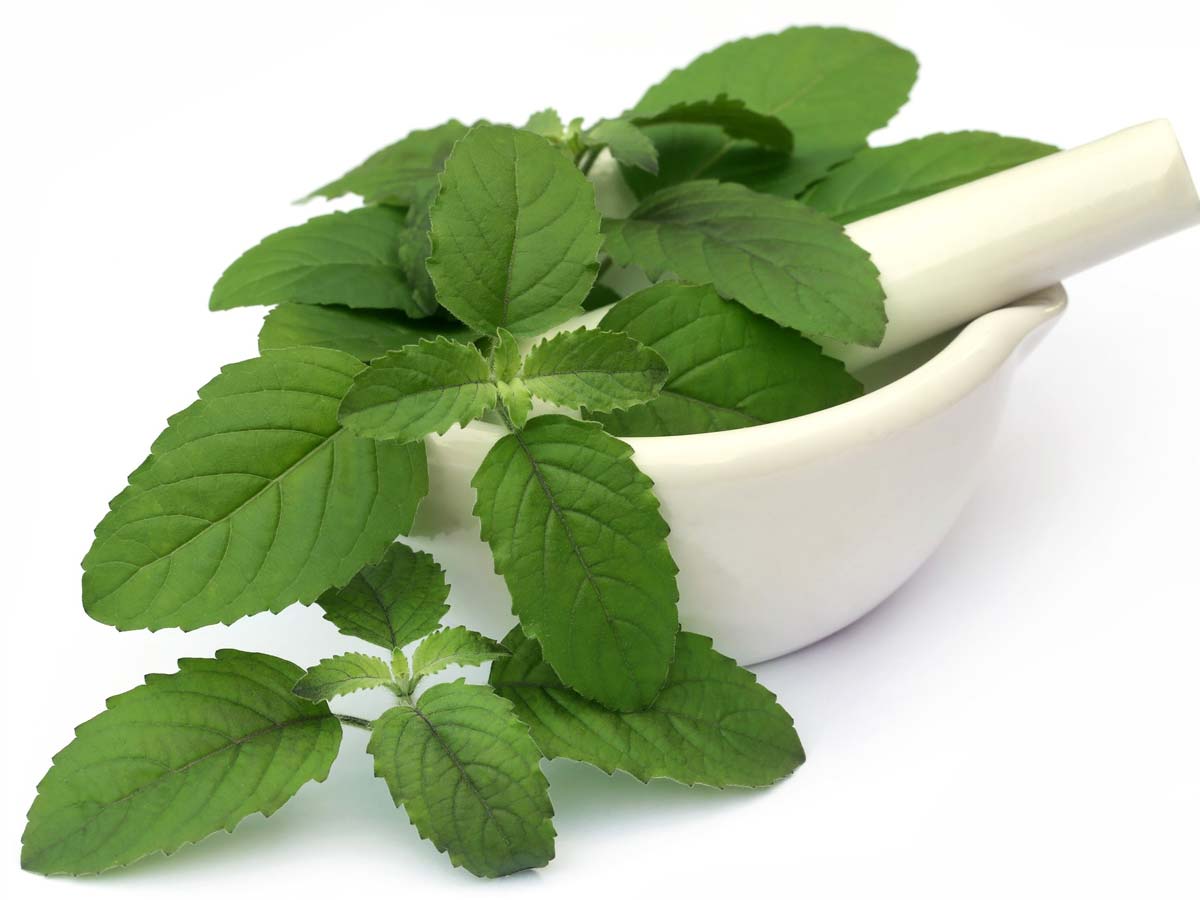 tulsi to remove worms