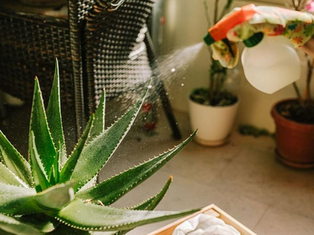 watering aloevera plant