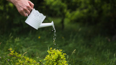 watering plant timings in hindi