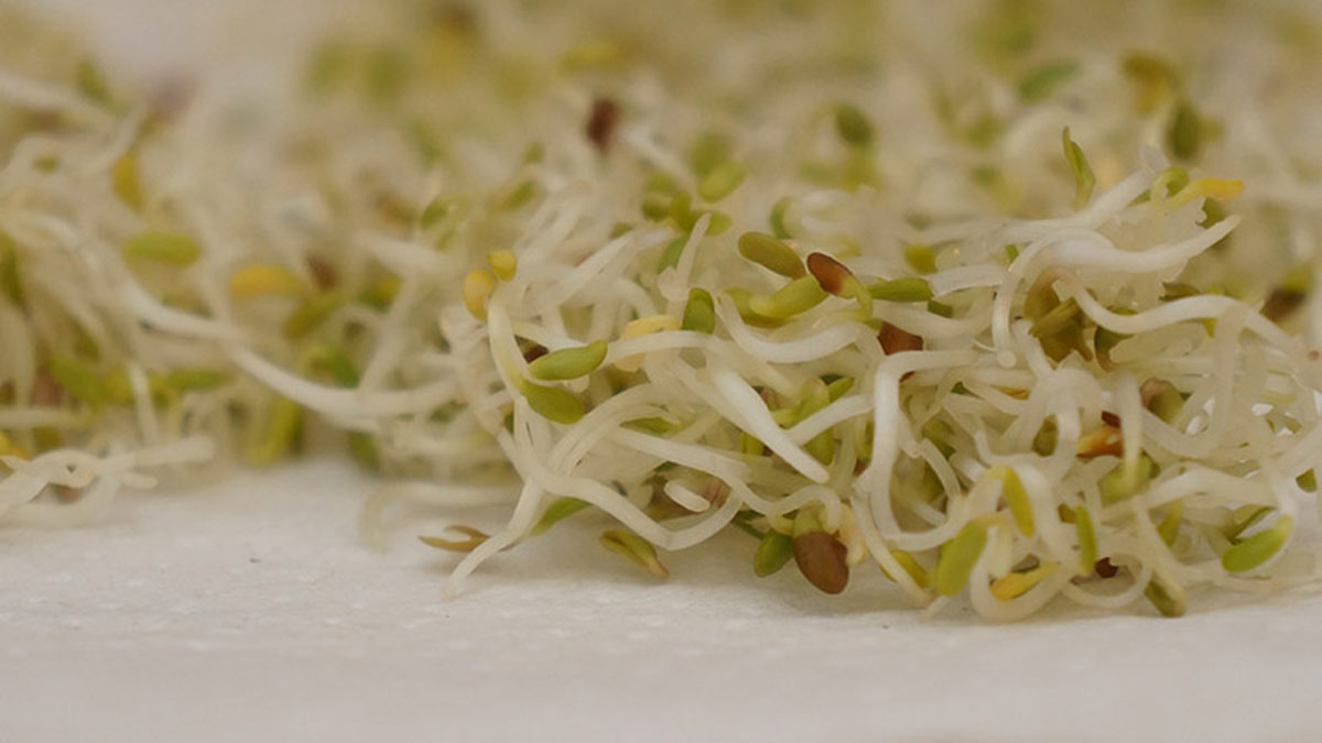 alfalfa-sprouts-kaise-banaye-sprouts