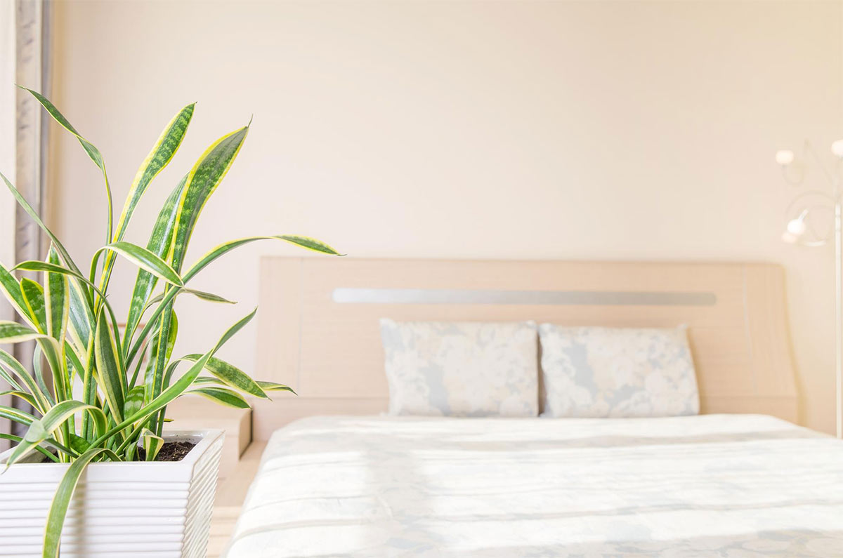 what is the best plant for bedroom