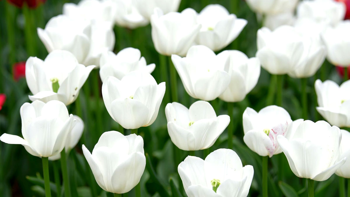 White Flowers | घर में लाएं सफेद फूल | Shanti Ke ...
