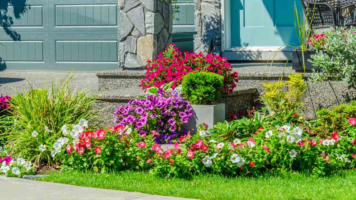 What Is The Best Plant For Front Porchसर्दियों में घर के बाहर कौन से