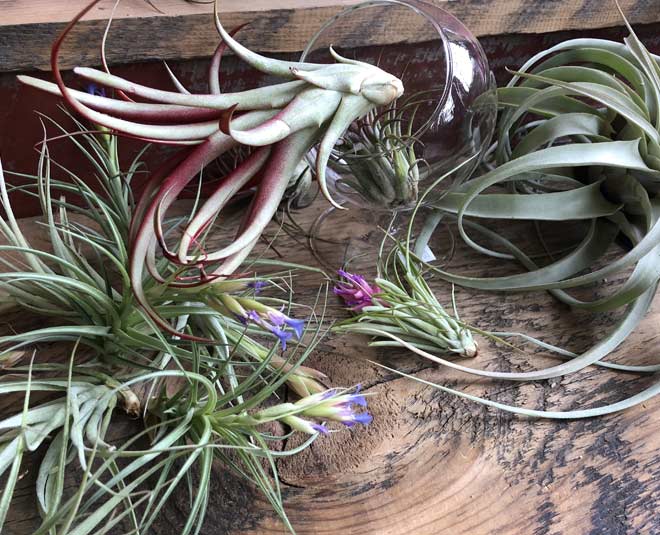 Air Plant Fertilizer tips