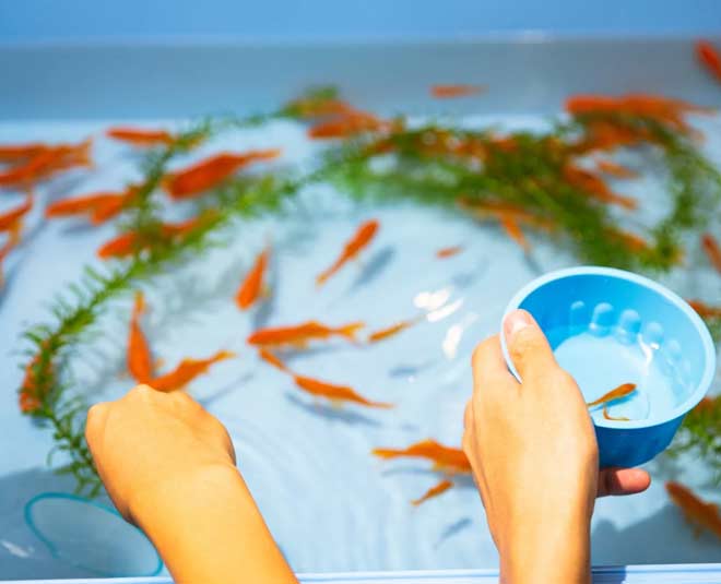 Air Plant Fertilizer