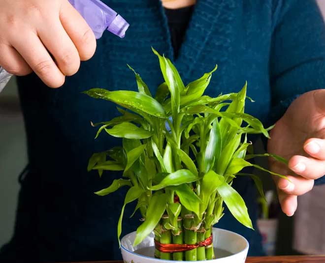 Bamboo plant Growing tips