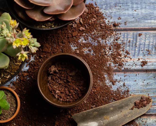 How to grow Bamboo plant