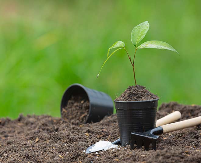 Plant growing tips in hindi