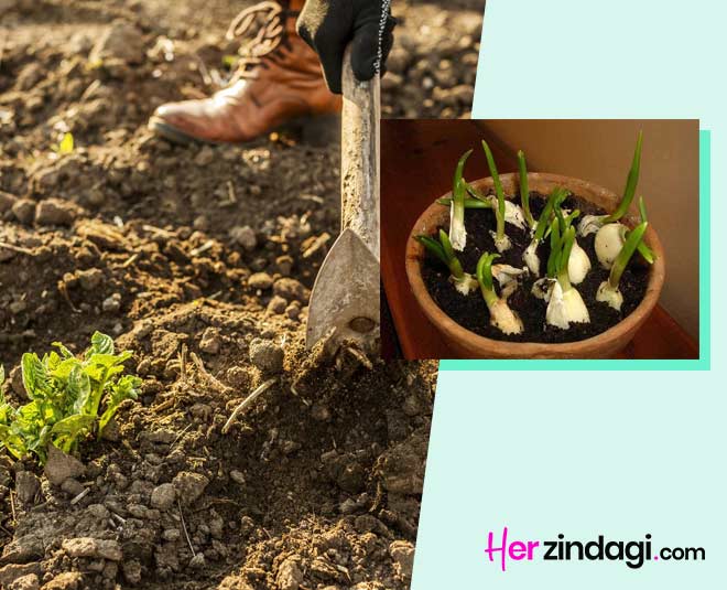 How to Prepare Soil for Garlic Plant at Home in Hindi how to prepare