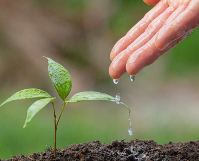 how-to-prepare-soil-for-garlic-plant-at-home-in-hindi-how-to-prepare