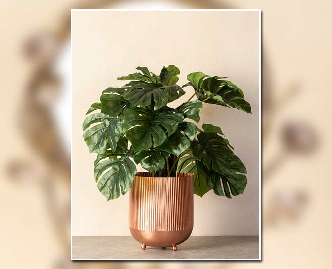 इनडोर प्लांट- affordable room decor items