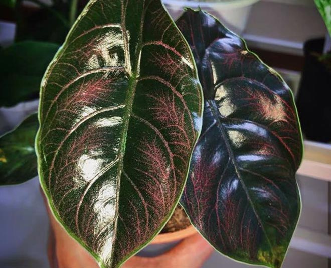 एलोकैसिया अज़्लानी alcasio azlani plant