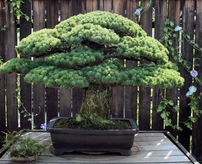 800 साल पुराना पाइन बोनसाई पेड़ centuary old pine bonsai tree