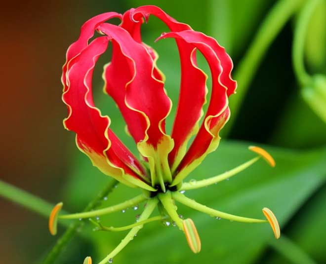 gloriosa lily