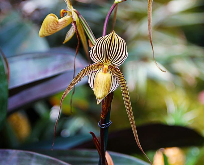 गोल्ड ऑफ किनाबालु ऑर्किड gold of kinabalu orchid