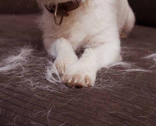 hacks for pet hair