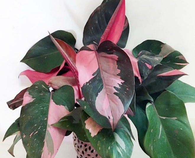 हाफ मून पिंक प्रिंसेस half moon princess plant
