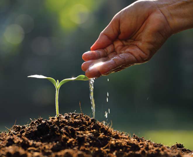 how to grow black pepper plant in hindi inside 