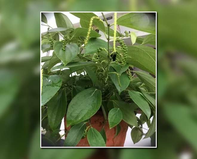 how to grow black pepper plant in hindi inside 